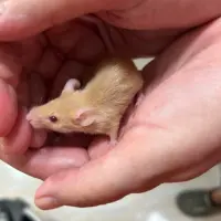 Adopta a Ratoncitos