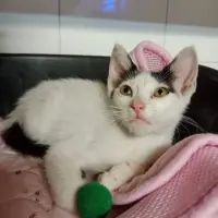 Adopta a Juanjo
