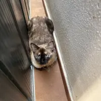 Adopta a Luna