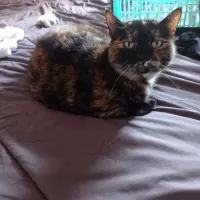 Adopta a Leia