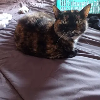 Leia