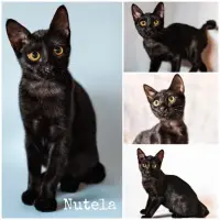 Adopta a Nutela