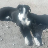 Adopta a Apolo