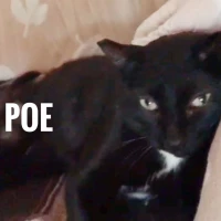 Adopta a Poe