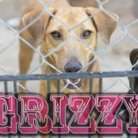 Adopta a Grizzy