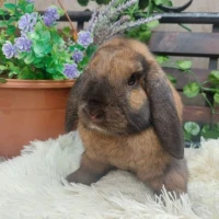 Adopta a Brownie (Castrado )