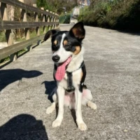 Adopta a Bobby