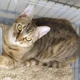 Adopta a Lourditas