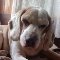 Adopta a Chispita
