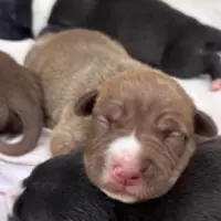 Adopta a No Tiene Nombre Aún