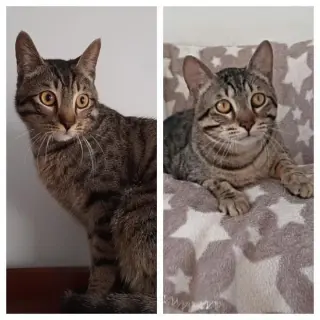 Pixie I Esquitx