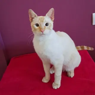 Oliver