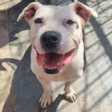 Adopta a Benji
