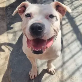 Benji