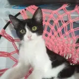 Adopta a Orión