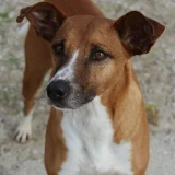 Adopta a Darwin