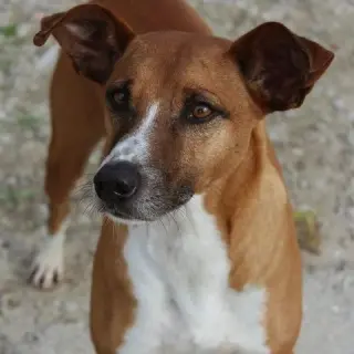 Darwin