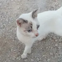 Adopta a Ñaira🤍