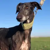 Adopta a Corona