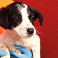 Adopta a Emma