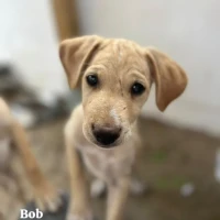 Adopta a Bob