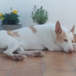 Ricky