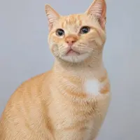 Adopta a Simon