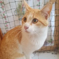 Adopta a Lilo