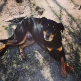 Adopta a Shy
