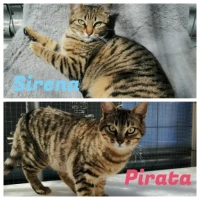 Adopta a Sirena Y Pirata