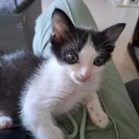Adopta a Damon