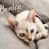 Adopta a Bonica