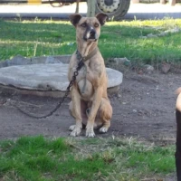 Adopta a Adan