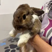 Adopta a Boniato