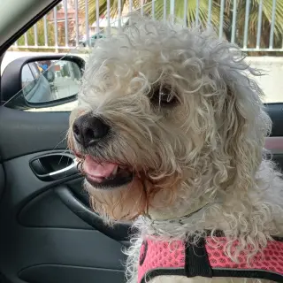 Bella