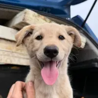Adopta a Homer
