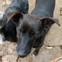 Adopta a Catalina