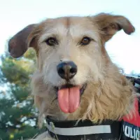 Adopta a Gómez