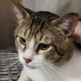 Adopta a Zapi
