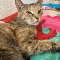 Adopta a Julieta