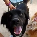 Adopta a Xusco