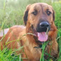 Adopta a Lucio