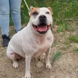 Adopta a Moli