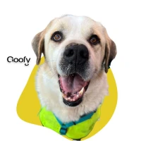 Adopta a Goofy