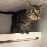 Adopta a Alcoy