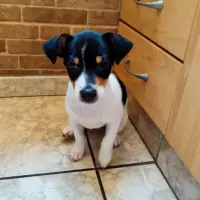Adopta a Yacko