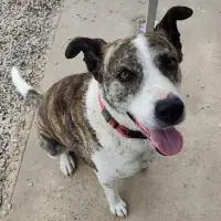 Adopta a Rocky