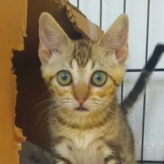 Pumba