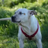 Adopta a Lluvia