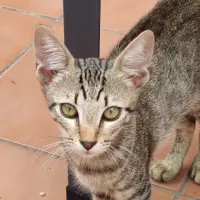 Adopta a Sol